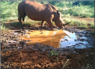 Horny rhino bull