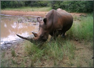 Pregnant Rhino cow