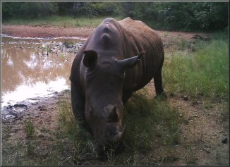 Protecting rhino